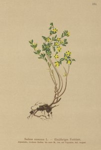 Stonecrop السنوي (البطاطا سيدوم) بواسطة المدرسة الألمانية