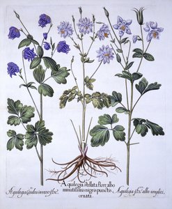 Aquilegia ، من Hortus Eystettensis ، بقلم Basil Besler (1561-1629) ، حانة. 1613 (نقش يدوي) بواسطة المدرسة الألمانية