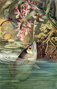 Archerfish ، لوحة من Brehms Tierleben: Allgemeine Kunde des Tierreichs ، المجلد 8 ، ص 49 ، نشره Bibliographisches Institut ، 1892 بواسطة المدرسة الألمانية