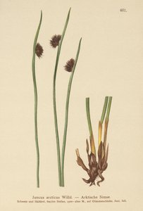 القطب الشمالي راش (Juncus arcticus) بواسطة المدرسة الألمانية