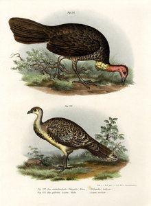 الفرشاة الأسترالية - تركيا ، 1864 بواسطة المدرسة الألمانية