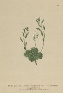 عشبة ويتلو النمساوية (Draba dubia ، Draba frigida) بواسطة المدرسة الألمانية