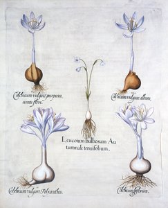 ندفة ثلجية الخريف وزعفران مرج ، من Hortus Eystettensis ، بقلم Basil Besler (1561-1629) ، حانة. 1613 (نقش يدوي) بواسطة المدرسة الألمانية