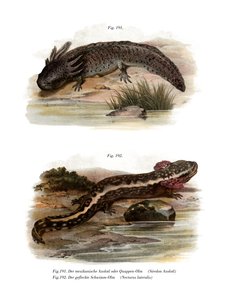 Axolotl (لون ليثو) بواسطة المدرسة الألمانية