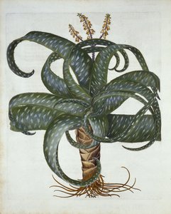 بربادوس الصبار ، من Hortus Eystettensis ، بقلم Basil Besler (1561-1629) حانة. 1613 بواسطة المدرسة الألمانية