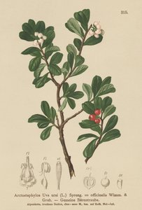 Bearberry (Arctostaphylos Uva ursi ، Arctostaphylos officinalis) بواسطة المدرسة الألمانية