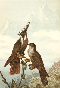 مساند الخوذة الملتحية ، لوحة من "Brehms Tierleben: Allgemeine Kunde des Tierreichs" ، المجلد 4 ، ص. 675 ، نشره Bibliographisches Institut بواسطة المدرسة الألمانية