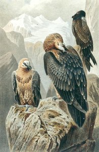 النسر الملتحي ، لوحة من "Brehms Tierleben: Allgemeine Kunde des Tierreichs" ، المجلد 6 ، الصفحة 415 ، نشره Bibliographisches Institut بواسطة المدرسة الألمانية