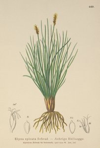 بيلارديس مستنقع (Kobresia myosuroides ، Elyna myosuroides ، Kobresia bellardii ، Elyna bellardii ، Elyna scirpina ، Elyna spicata) بواسطة المدرسة الألمانية