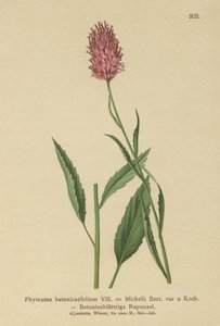 بيتون ذو أوراق بيتوني (Phyteuma betonicaefolium) بواسطة المدرسة الألمانية