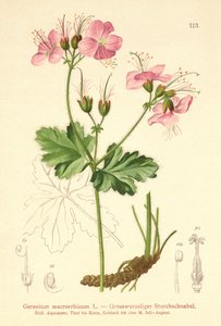 Bigroot Geranium (Geranium macrorrhizum) بواسطة المدرسة الألمانية