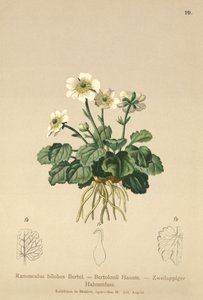 الحوذان (Ranunculus bilobus ، Ranunculus Bertolonii) بواسطة المدرسة الألمانية