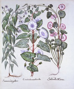 Bindweed ، Dogs Bane و Sea Bindweed ، من Hortus Eystettensis ، بقلم Basil Besler (1561-1629) ، حانة. 1613 (نقش يدوي) بواسطة المدرسة الألمانية