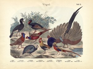 الطيور ، ج .1860 بواسطة المدرسة الألمانية