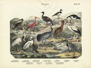 الطيور ، ج .1860 بواسطة المدرسة الألمانية