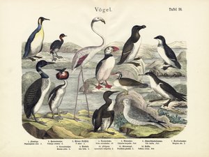 الطيور ، ج .1860 بواسطة المدرسة الألمانية