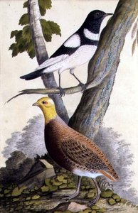 القلاع الأسود (Turdus ruficollis) والحجل (Perdix perdix) ، حوالي 1740 (ألوان مائية على الورق) بواسطة المدرسة الألمانية