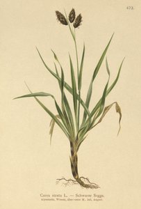 أسود جبال الألب - سرج (Carex atrata) بواسطة المدرسة الألمانية