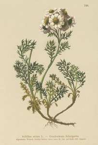 اليارو الأسود (Achillea atrata) بواسطة المدرسة الألمانية