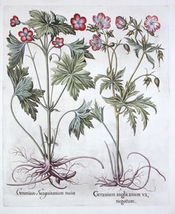 Cranesbill الدامي و Bigroot Cranesbill ، من Hortus Eystettensis ، بقلم Basil Besler (1561-1629) ، حانة. 1613 (نقش يدوي) بواسطة المدرسة الألمانية