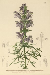 التنين الأزرق (Dracocephalum Ruyschianum) بواسطة المدرسة الألمانية