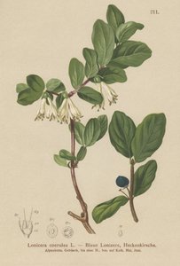 زهر العسل الأزرق (Lonicera caerulea، Lonicera coerulea) بواسطة المدرسة الألمانية