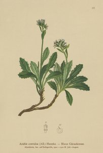بلو سور كريس (Arabis caerulea، Arabis coerulea) بواسطة المدرسة الألمانية