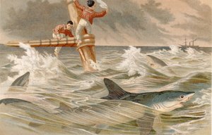 سمكة قرش زرقاء ، صفيحة من Brehms Tierleben: Allgemeine Kunde des Tierreichs ، المجلد 8 ، ص 438 ، نشره Bibliographisches Institut ، 1892 بواسطة المدرسة الألمانية