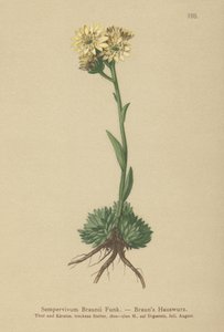 Brauns Hen and Chicks (Sempervivum Braunii) بواسطة المدرسة الألمانية