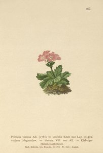 Broadleaf Primrose (Primula viscosa ، Primula latifolia ، Primula hirsuta) بواسطة المدرسة الألمانية