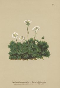 Bursers Saxifrage (Saxifraga Burseriana) بواسطة المدرسة الألمانية