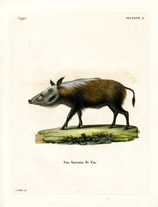 Bushpig (نقش ملون) بواسطة المدرسة الألمانية