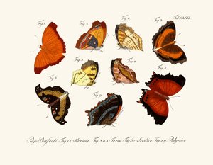 Butterflies بواسطة المدرسة الألمانية