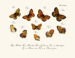 Butterflies بواسطة المدرسة الألمانية