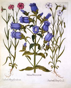 أجراس كانتربري وكورن كوكلز ، من هورتوس ايستيتنسس ، بقلم باسل بيسلر (1561-1629) ، حانة. 1613 (نقش يدوي) بواسطة المدرسة الألمانية
