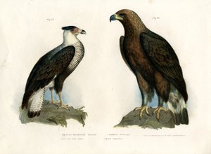 كاراكارا ، 1864 بواسطة المدرسة الألمانية