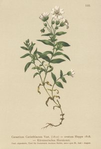 Carinthian Mouse-ear (Cerastium Carinthiacum ، Cerastium ovatum) بواسطة المدرسة الألمانية