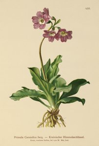 Carniolan زهرة الربيع (Primula Carniolica) بواسطة المدرسة الألمانية