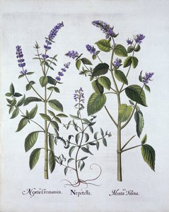 Catmintand Catnip ، من Hortus Eystettensis ، بقلم Basil Besler (1561-1629) ، حانة. 1613 (نقش يدوي) بواسطة المدرسة الألمانية