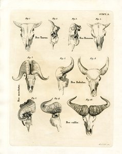 Cattle Skulls (coloured engraving) بواسطة المدرسة الألمانية