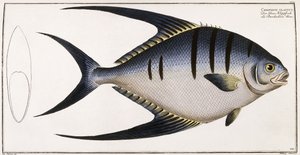 Chaetodon Glaucus ، 1785-1788 بواسطة المدرسة الألمانية