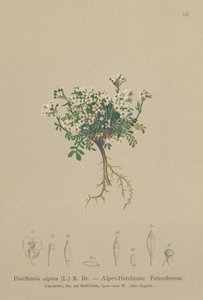 الشامواه الرشاد (Hutchinsia alpina ، Hornungia alpina ، Pritzelago alpina) بواسطة المدرسة الألمانية