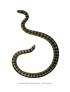 Chinese Sea Snake (colour litho) بواسطة المدرسة الألمانية