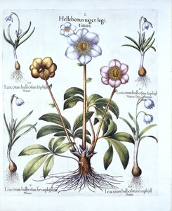عيد الميلاد روز وتغيرات Snowdrop ، من Hortus Eystettensis ، بقلم Basil Besler (1561-1629) ، حانة. 1613 (نقش يدوي) بواسطة المدرسة الألمانية