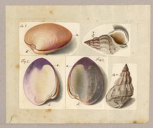 حلزون البحر والقوقع: Venus Mercenaria Linnaei، Buccino glacioli Linnaei، 1785 (مرحاض على ورق) بواسطة المدرسة الألمانية