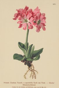 Clusiana Primrose (Primula Clusiana ، Primula spectabilis) بواسطة المدرسة الألمانية