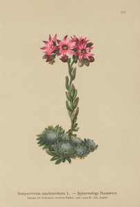 بيت العنكبوت Houseleek (Sempervivum arachnoideum ، Sedum arachnoideum ، Sempervivum sanguineum) بواسطة المدرسة الألمانية