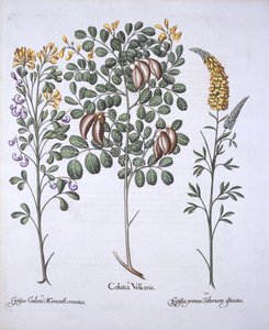 شجرة الكولوتيا وأنواع السيتيسوس ، من Hortus Eystettensis ، بقلم Basil Besler (1561-1629) ، حانة. 1613 (نقش يدوي) بواسطة المدرسة الألمانية