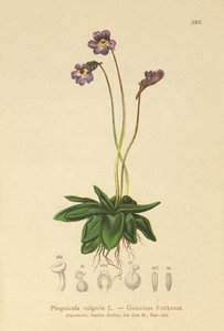 عشبة الزبدة الشائعة (Pinguicula vulgaris) بواسطة المدرسة الألمانية