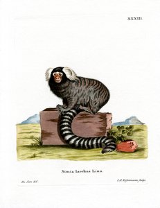 Marmoset الشائع (نقش ملون) بواسطة المدرسة الألمانية